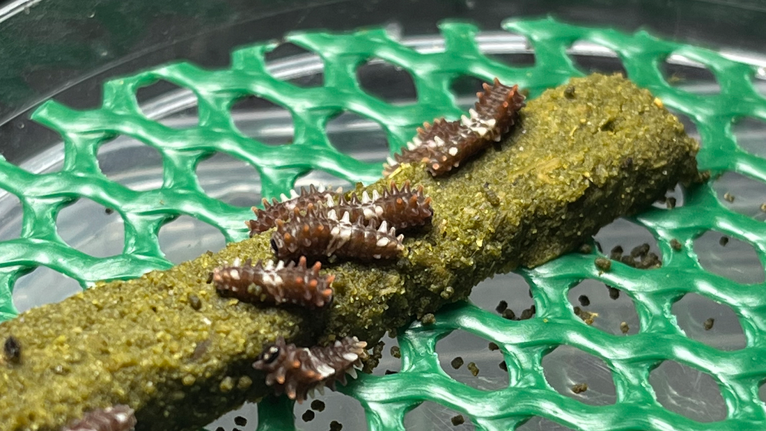 Why Artificial Diets Are Revolutionizing Lepidoptera Breeding