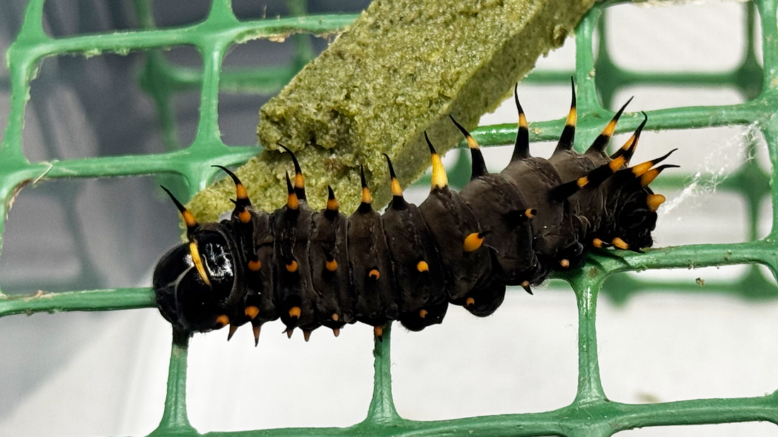 Troubleshooting Common Issues in Larvae Rearing