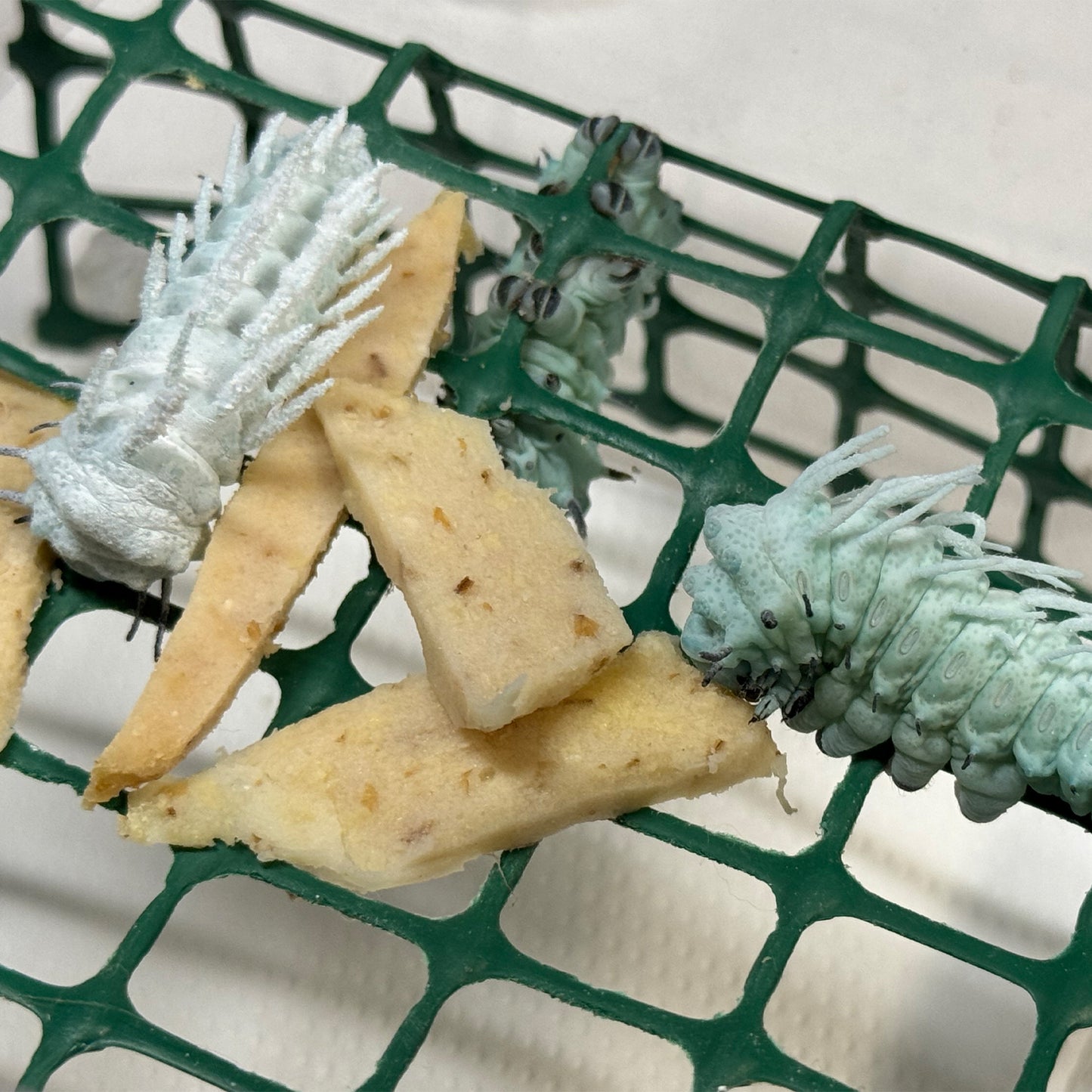 DML-4 | Artificial diet for Saturniidae and Painted Lady