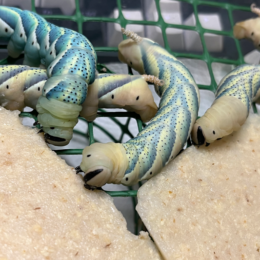 DML-1 | Artificial diet for Sphingidae and Arctiinae