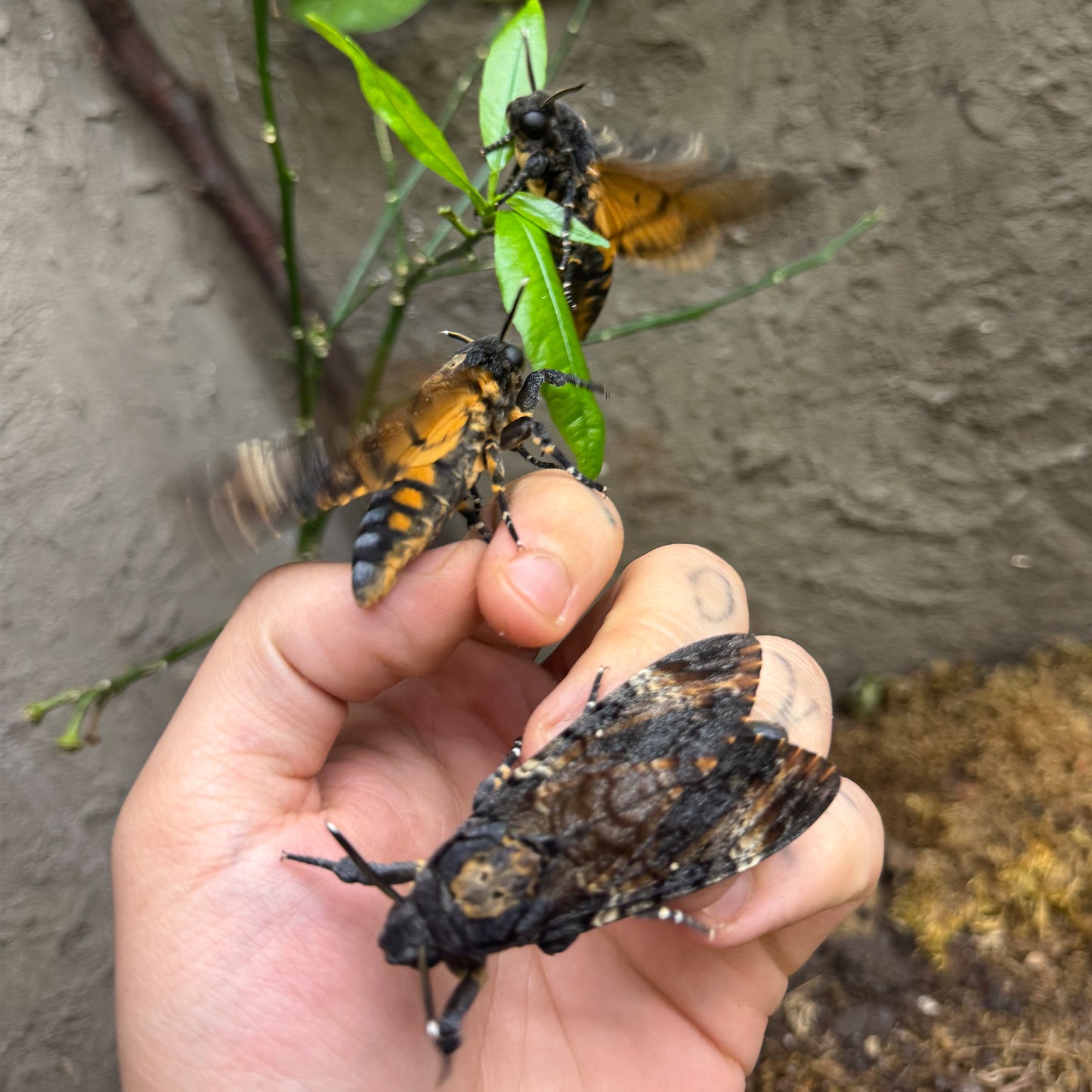Acherontia atropos 6 pupae
