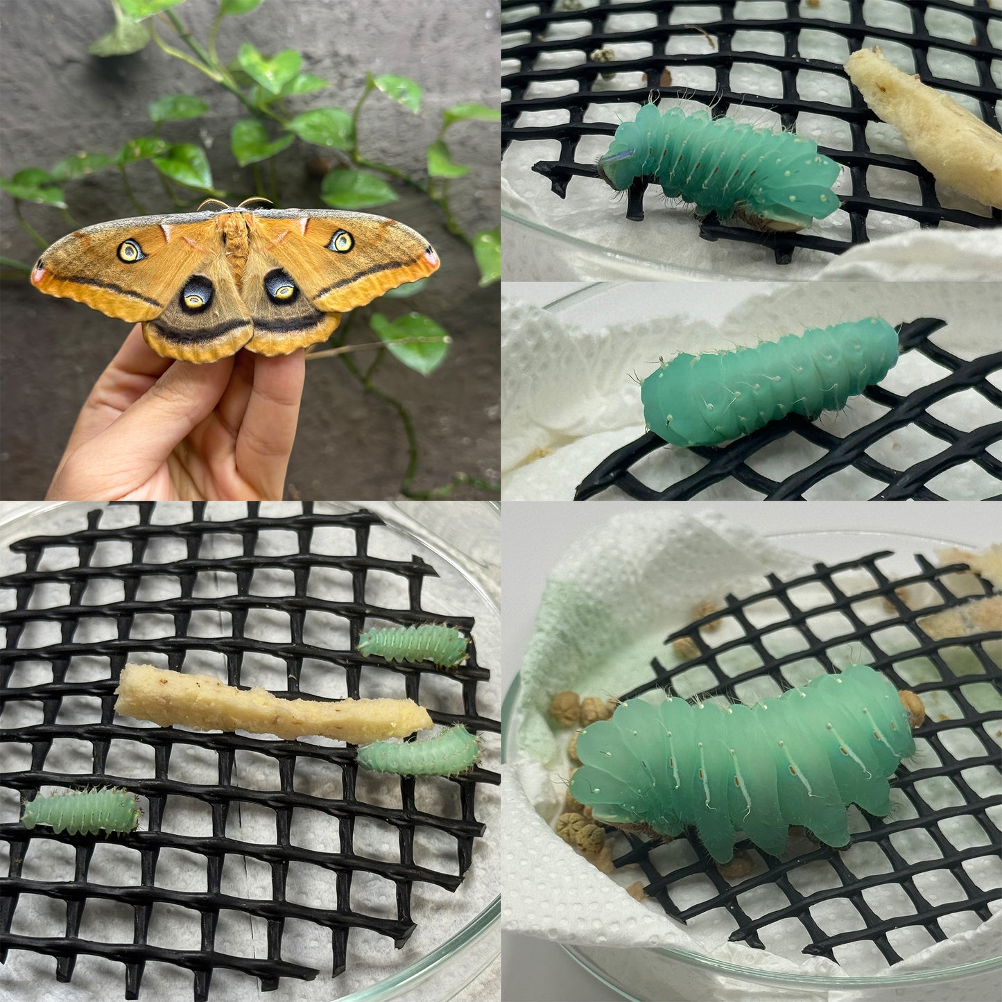 DML-4 | Artificial diet for Saturniidae and Painted Lady