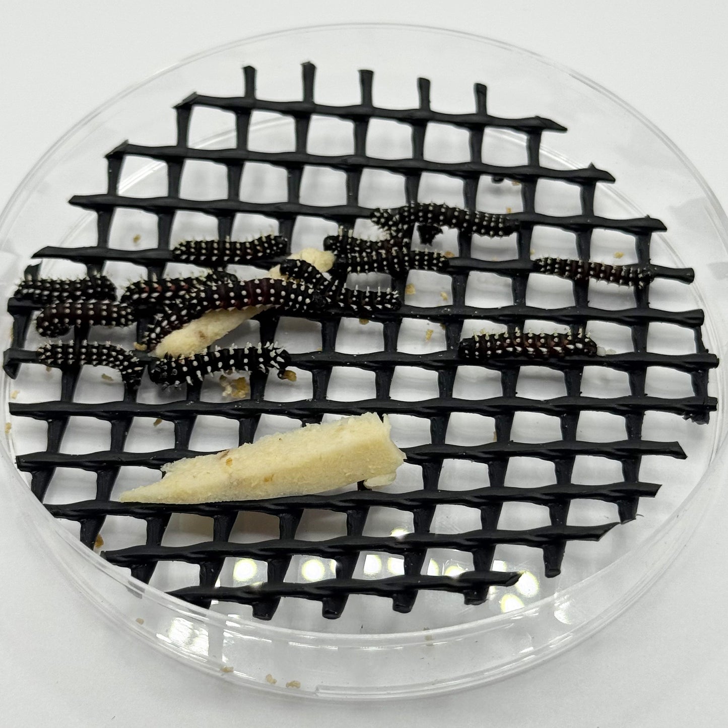 DML-4 | Artificial diet for Saturniidae and Painted Lady