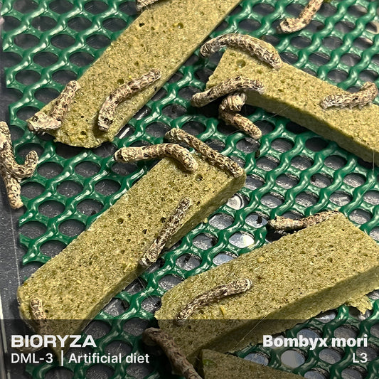 DML-3 | Artificial diet for Silkworms Bombyx mori