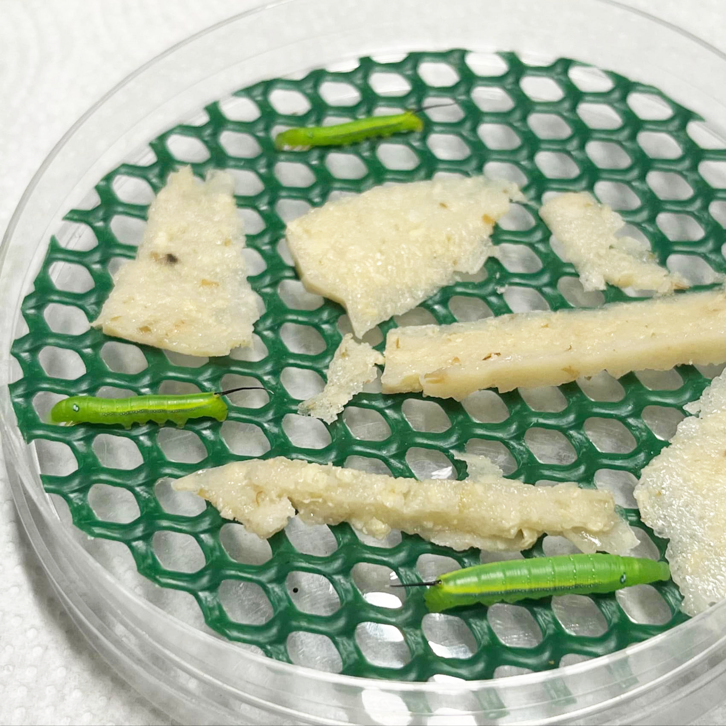 DML-1 | Artificial diet for Sphingidae