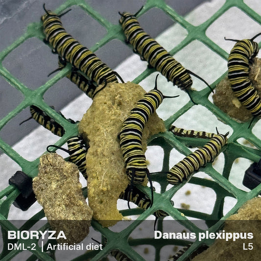 DML-2 | Artificial diet for day butterflies