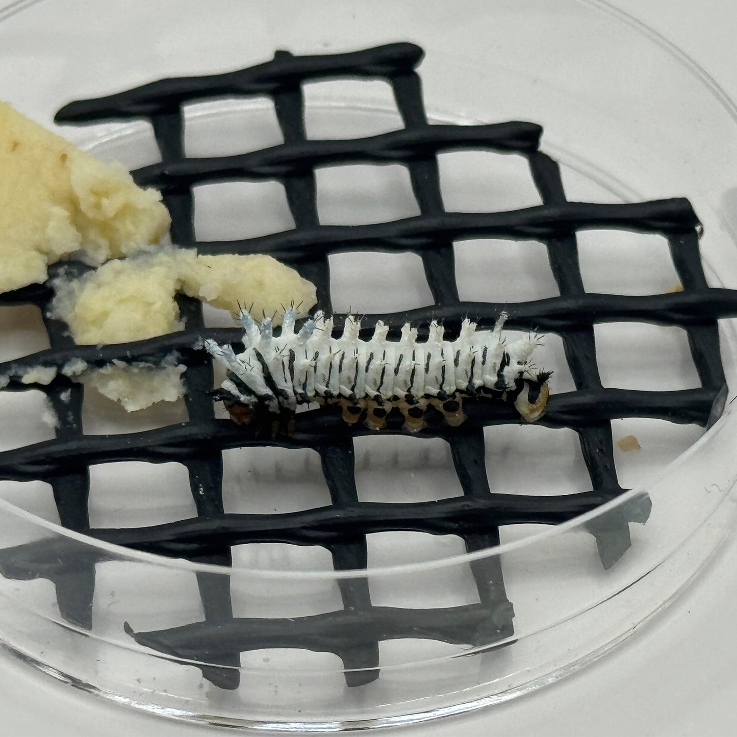 DML-4 | Artificial diet for Saturniidae and Painted Lady