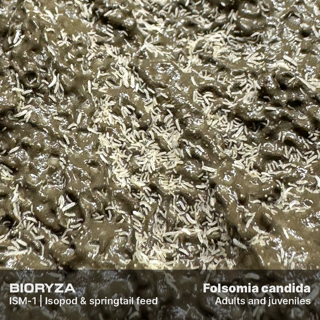 Folsomia candida