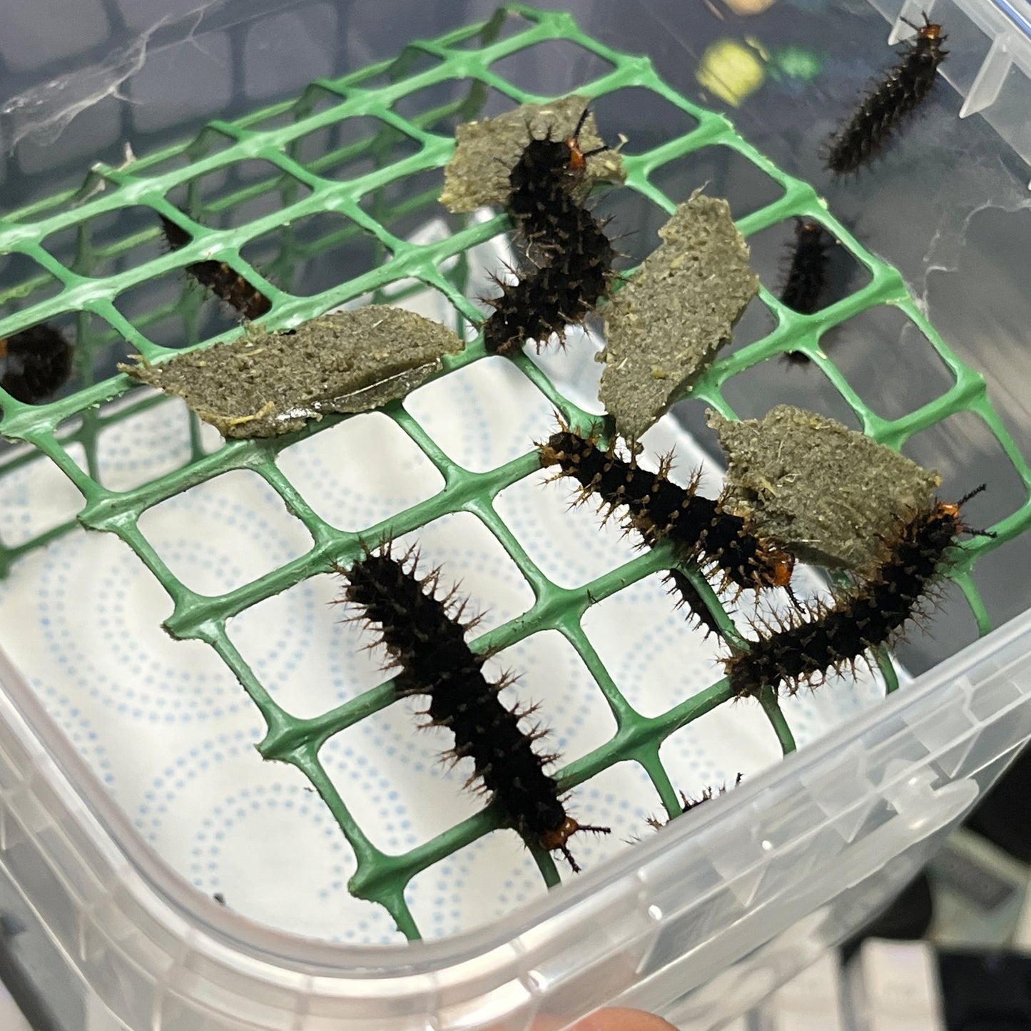 DML-2 | Artificial diet for day butterflies