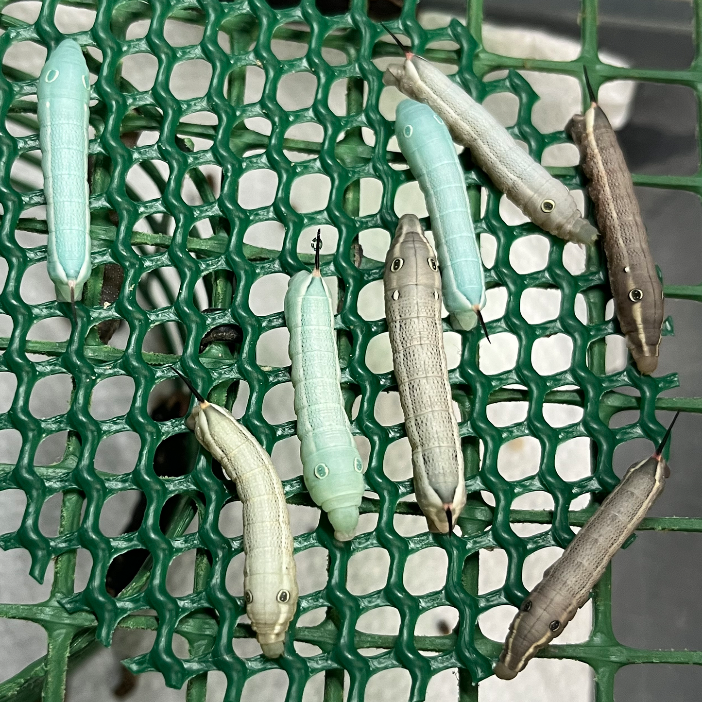 DML-1 | Artificial diet for Sphingidae and Arctiinae