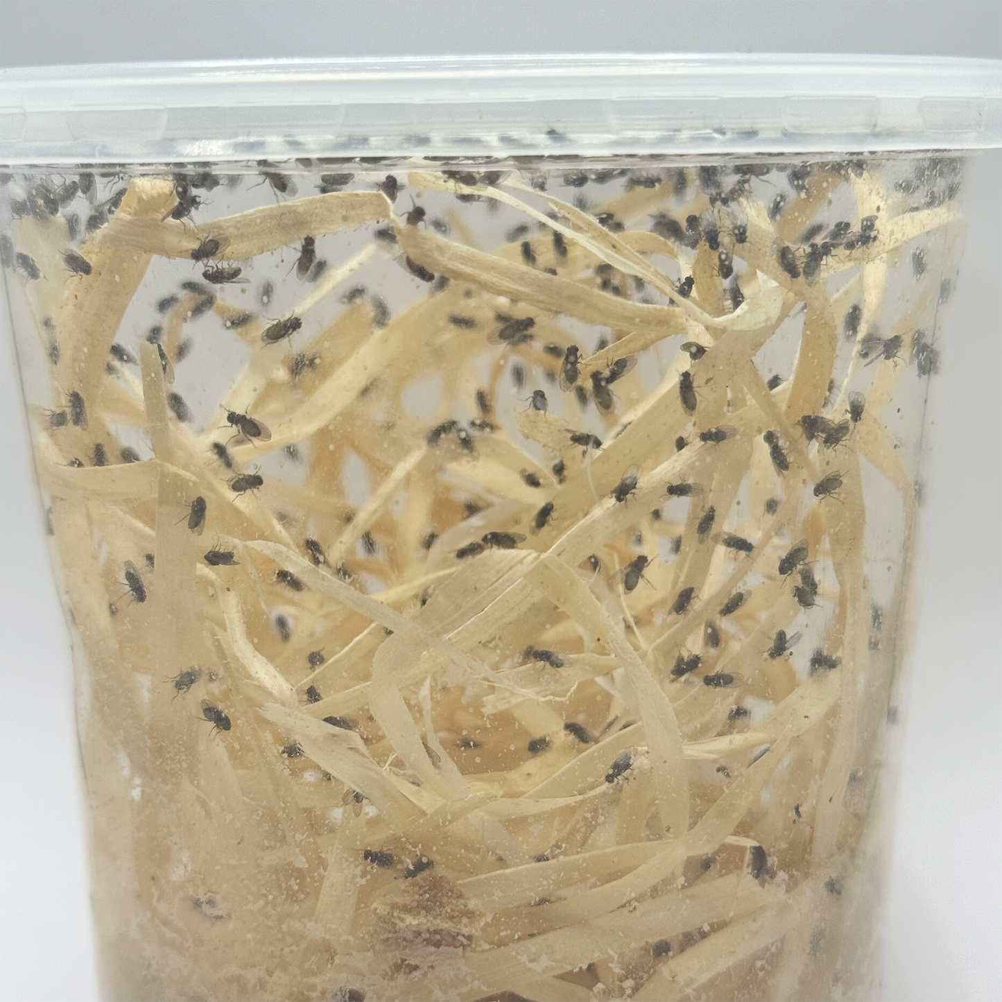 Wood Wool (Excelsior) for Fruit Fly Cultures