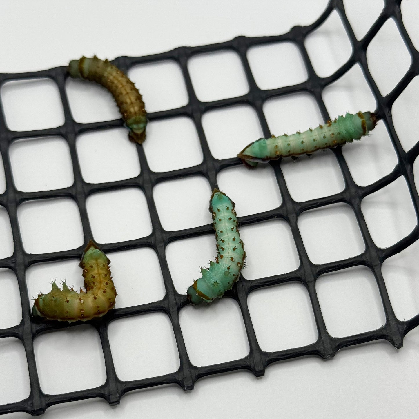 DML-4 | Artificial diet for Saturniidae and Painted Lady