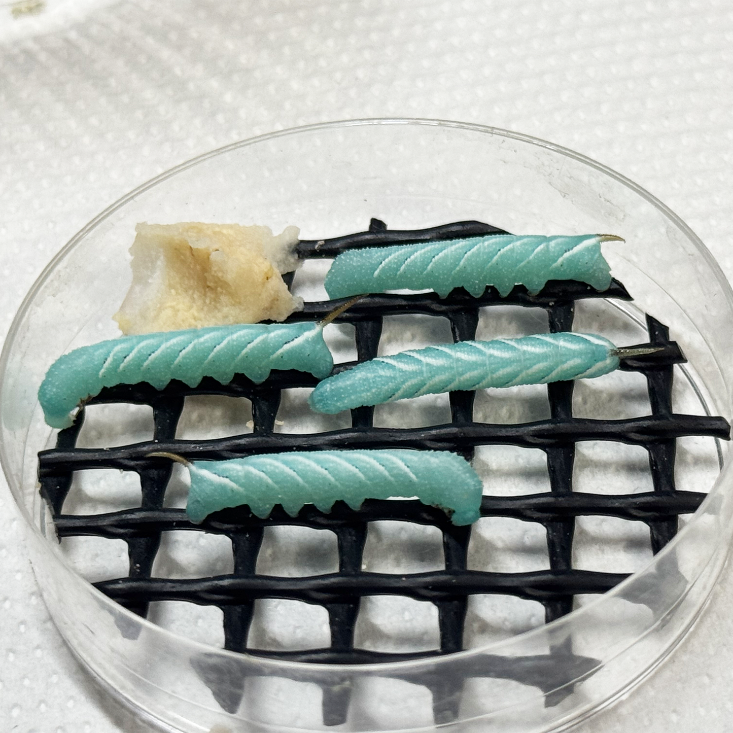 Net for petri dish