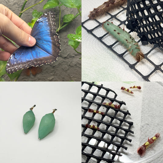 DML-4 | Artificial diet for Saturniidae and Painted Lady