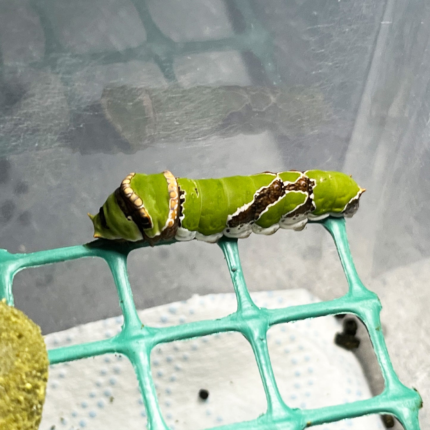 DML-2 | Artificial diet for day butterflies