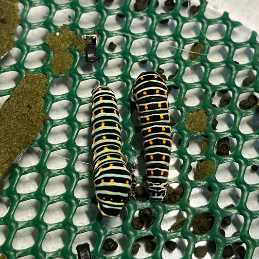 DML-2 | Artificial diet for day butterflies