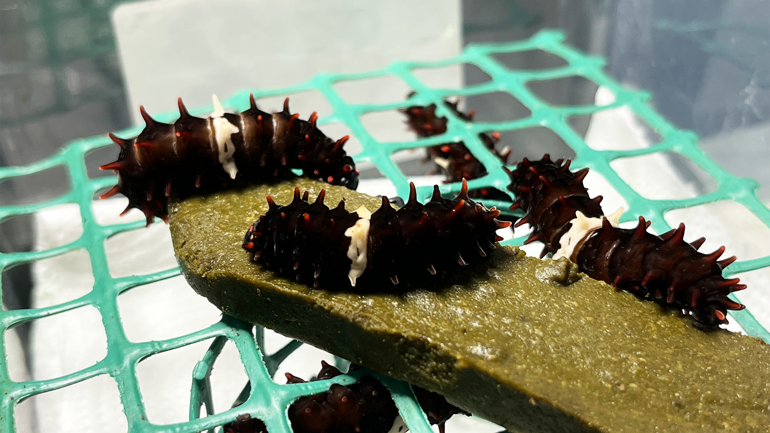 artificial diet for papilioniade lepidoptera