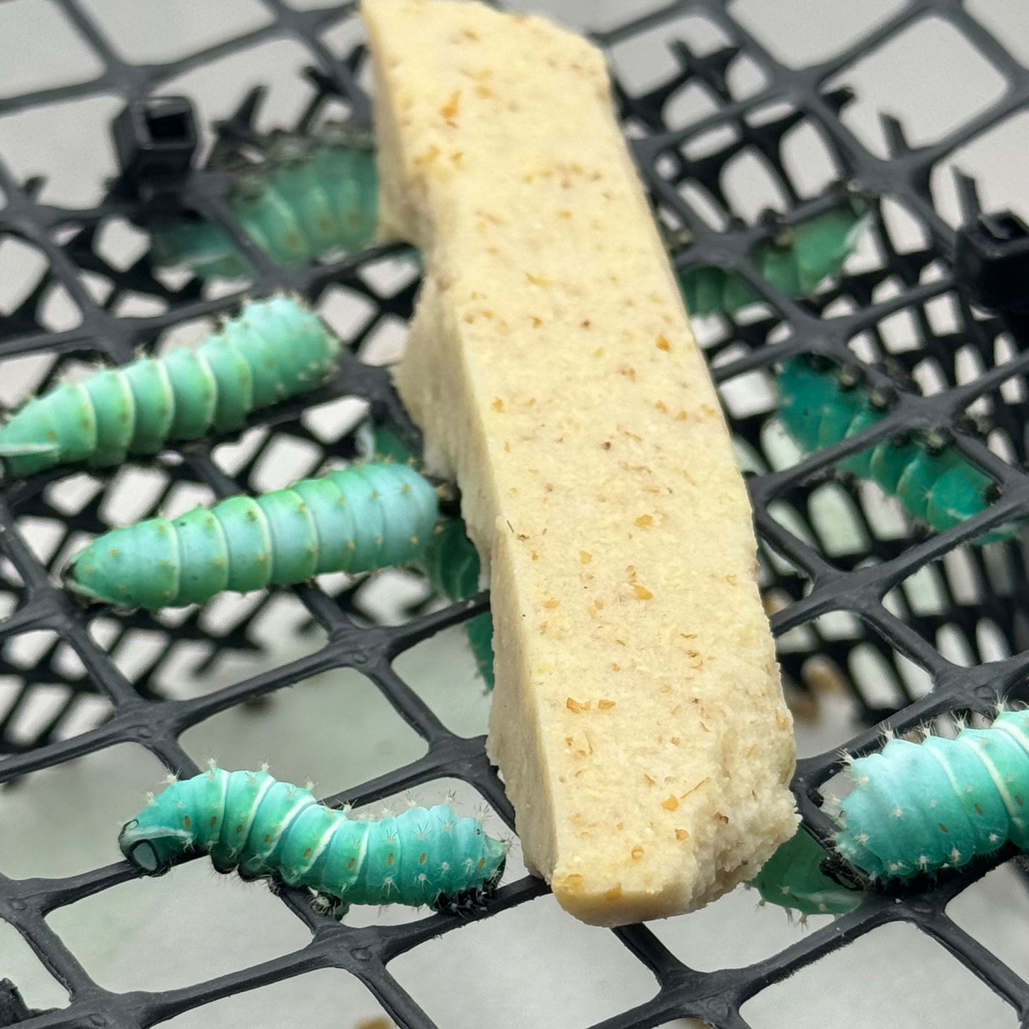 DML-4 | Artificial diet for Saturniidae and Painted Lady