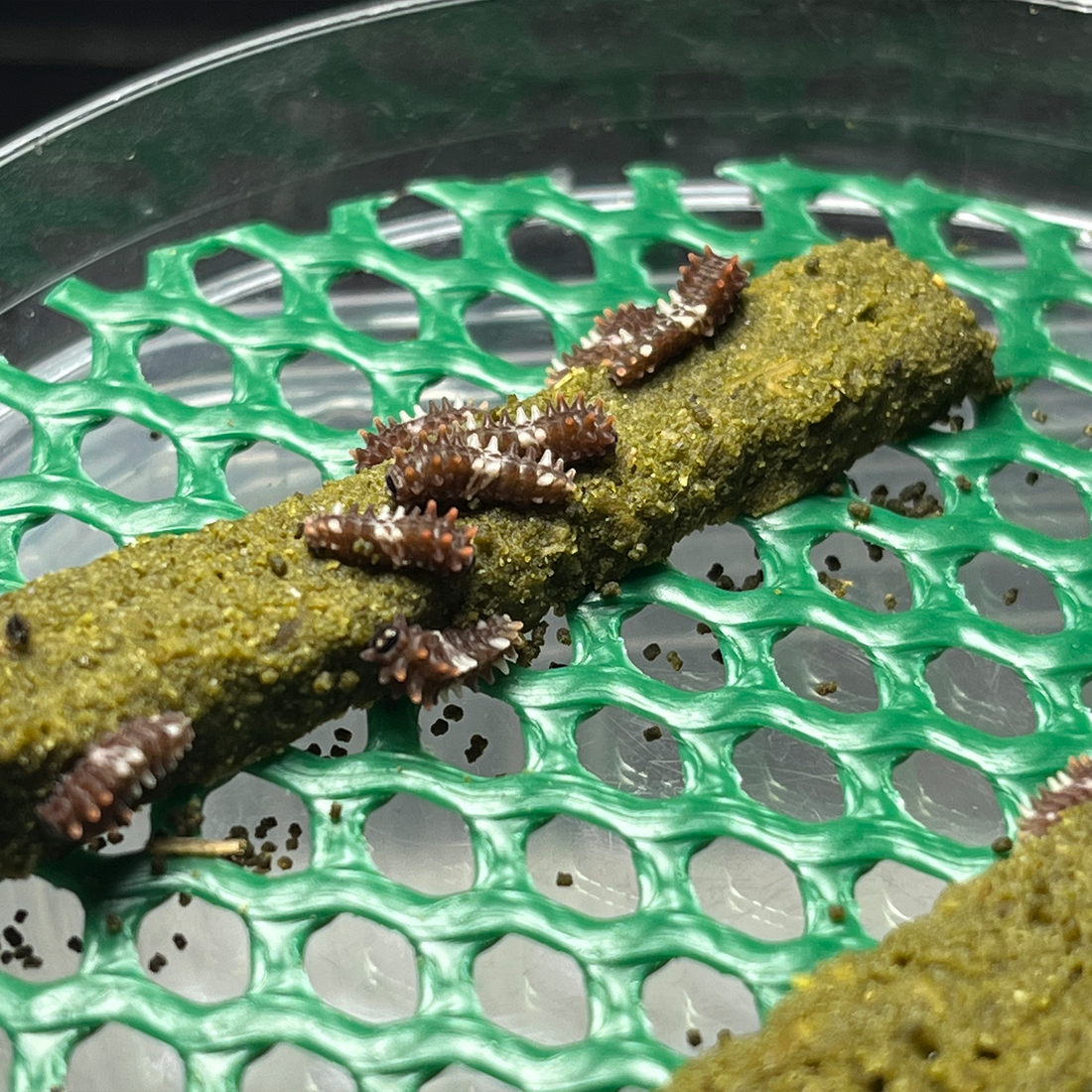 How to Care for Young Caterpillars on Artificial Diet