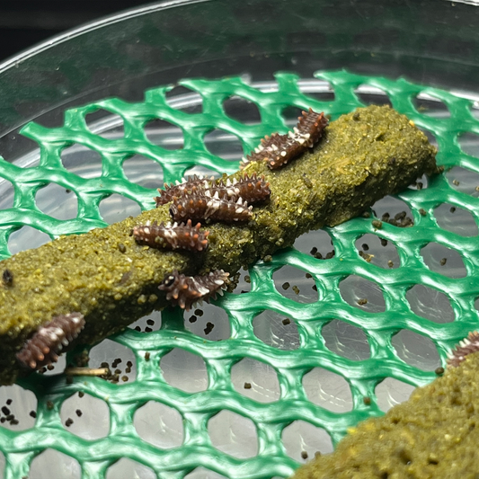 How to Care for Young Caterpillars on Artificial Diet