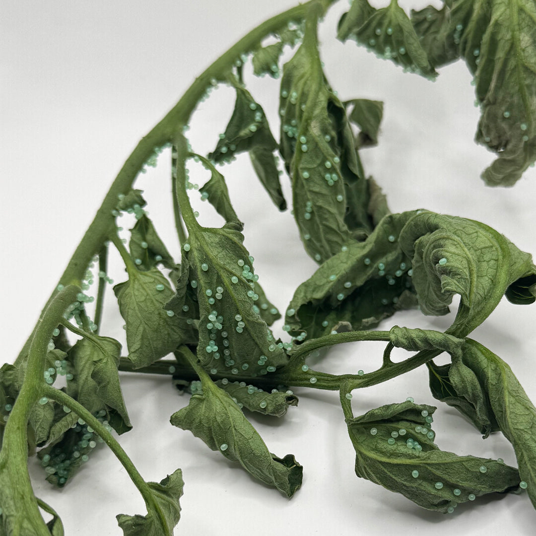 Hornworm eggs from Sphingidae laid on leaf surface