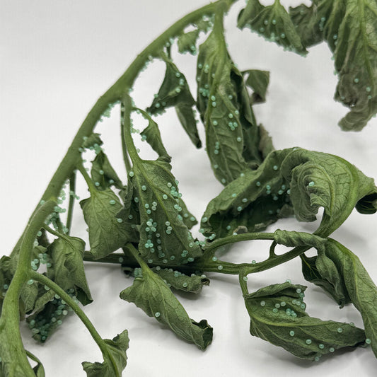 Hornworm eggs from Sphingidae laid on leaf surface