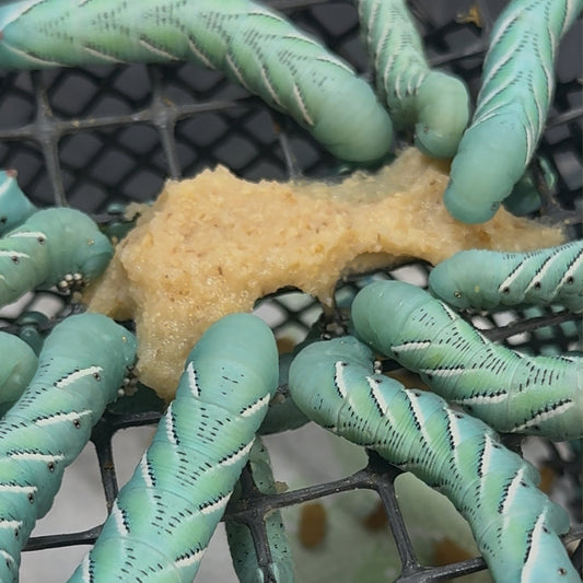 Fully grown hornworm larva from Sphingidae family on artificial diet