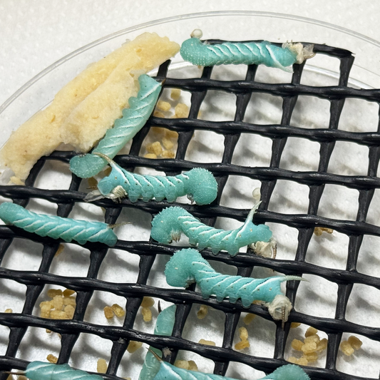 Are Hornworms Safe for Reptiles? Complete Guide