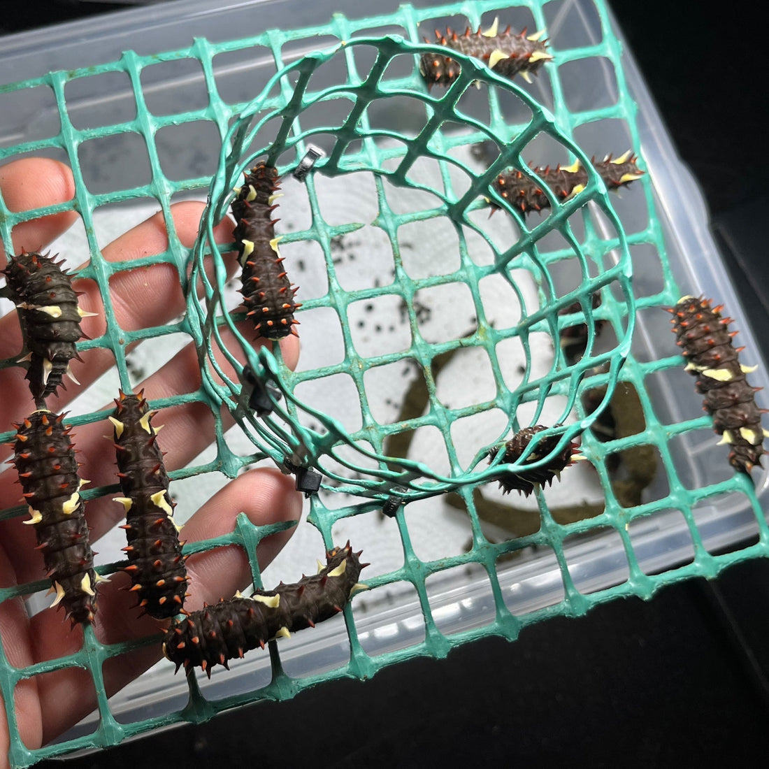 Parides photinus larvae pupating on artificial diet