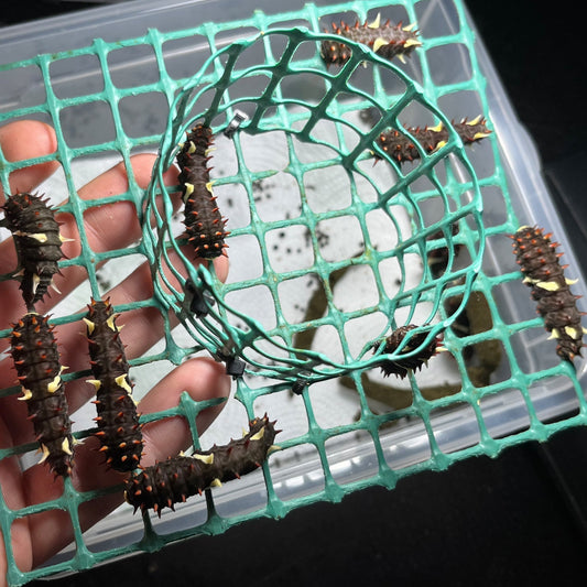 Parides photinus larvae pupating on artificial diet