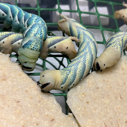DML-1 | Artificial diet for Sphingidae
