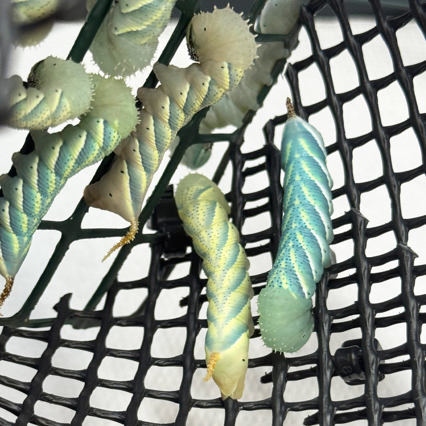 DML-1 | Acherontia atropos Starter Diet