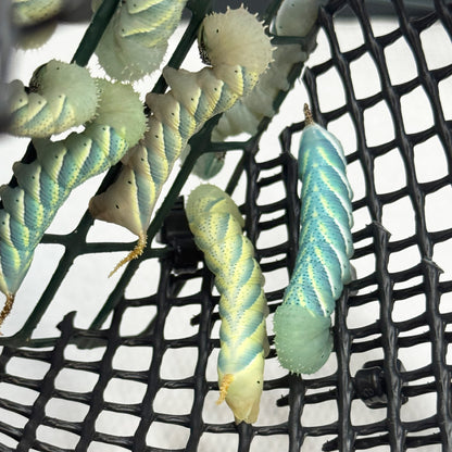 DML-1 | Acherontia atropos Starter Diet