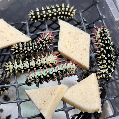 DML-4 | Artificial diet for Saturniidae and Painted Lady