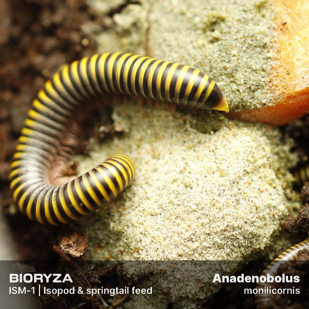 ISM-1 | Isopod & springtail food - Isopoda and Collembola