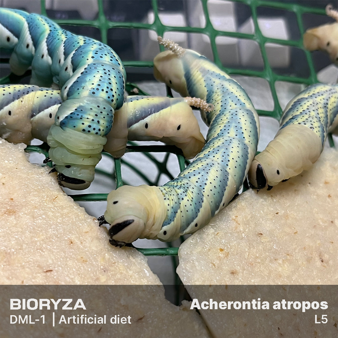 DML-1 | Artificial diet for Sphingidae and Arctiinae