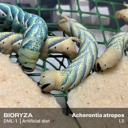 DML-1 | Artificial diet for Sphingidae and Arctiinae