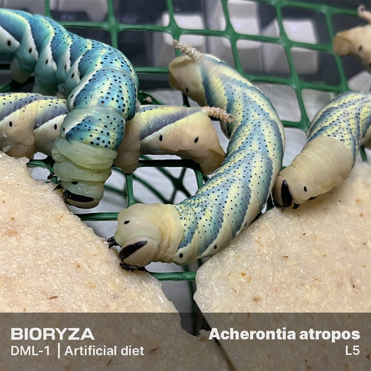 DML-1 | Artificial diet for Sphingidae and Arctiinae