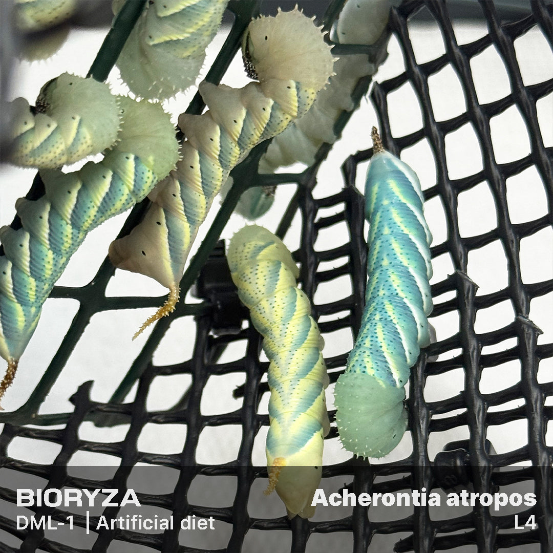 DML-1 | Artificial diet for Sphingidae and Arctiinae