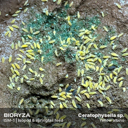 ISM-1 | Isopod & springtail food - Isopoda and Collembola