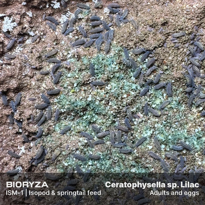 ISM-1 | Isopod & springtail food - Isopoda and Collembola