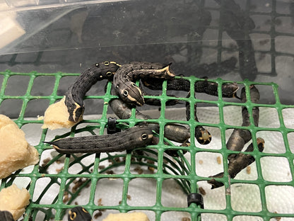 DML-1 | Artificial diet for Sphingidae