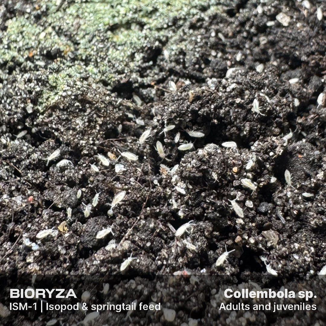 ISM-1 | Isopod & springtail food - Isopoda and Collembola