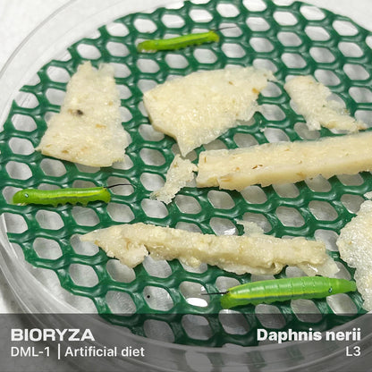 DML-1 | Artificial diet for Sphingidae and Arctiinae