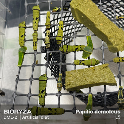 DML-2 | Artificial diet for day butterflies