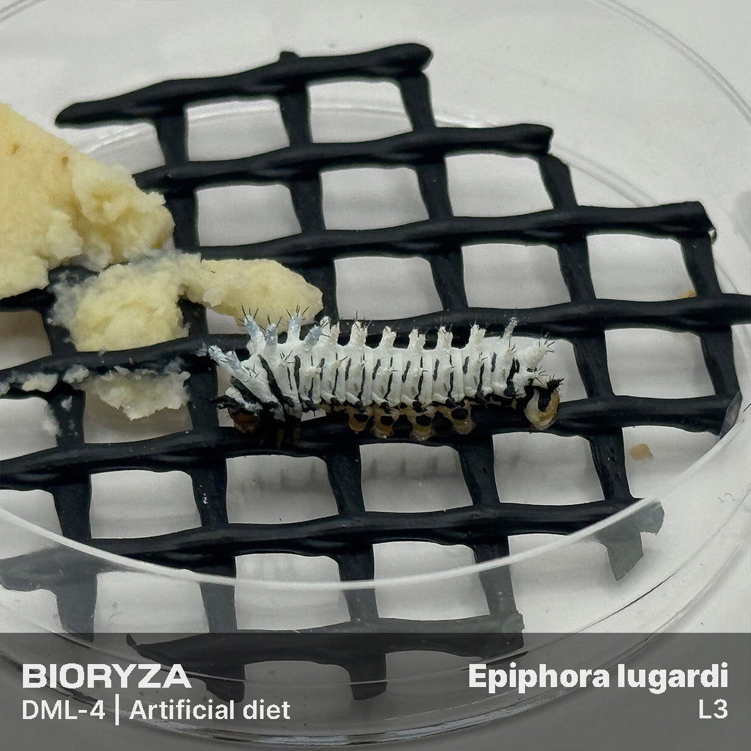DML-4 | Artificial diet for Saturniidae and Painted Lady
