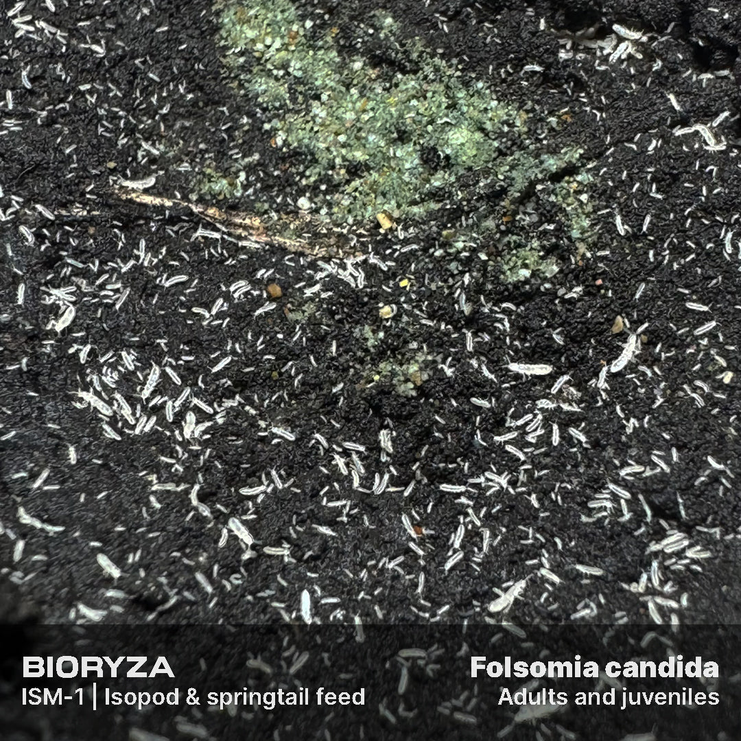 ISM-1 | Isopod & springtail food - Isopoda and Collembola