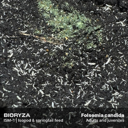 ISM-1 | Isopod & springtail food - Isopoda and Collembola