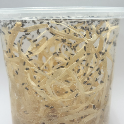 FFM-1 | Fruit fly medium - Drosophila melanogaster and Drosophila hydei