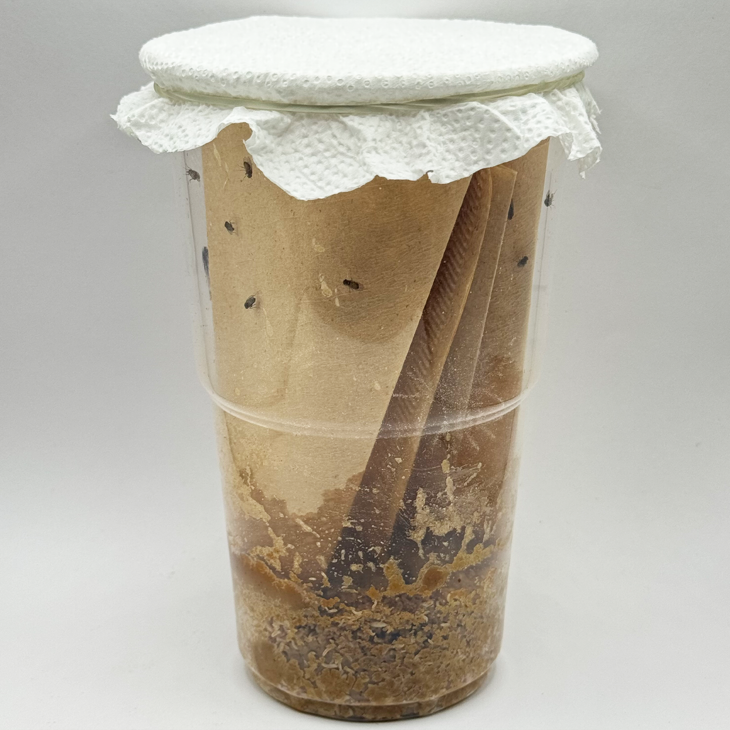 FFM-1 | Fruit fly medium - Drosophila melanogaster and Drosophila hydei